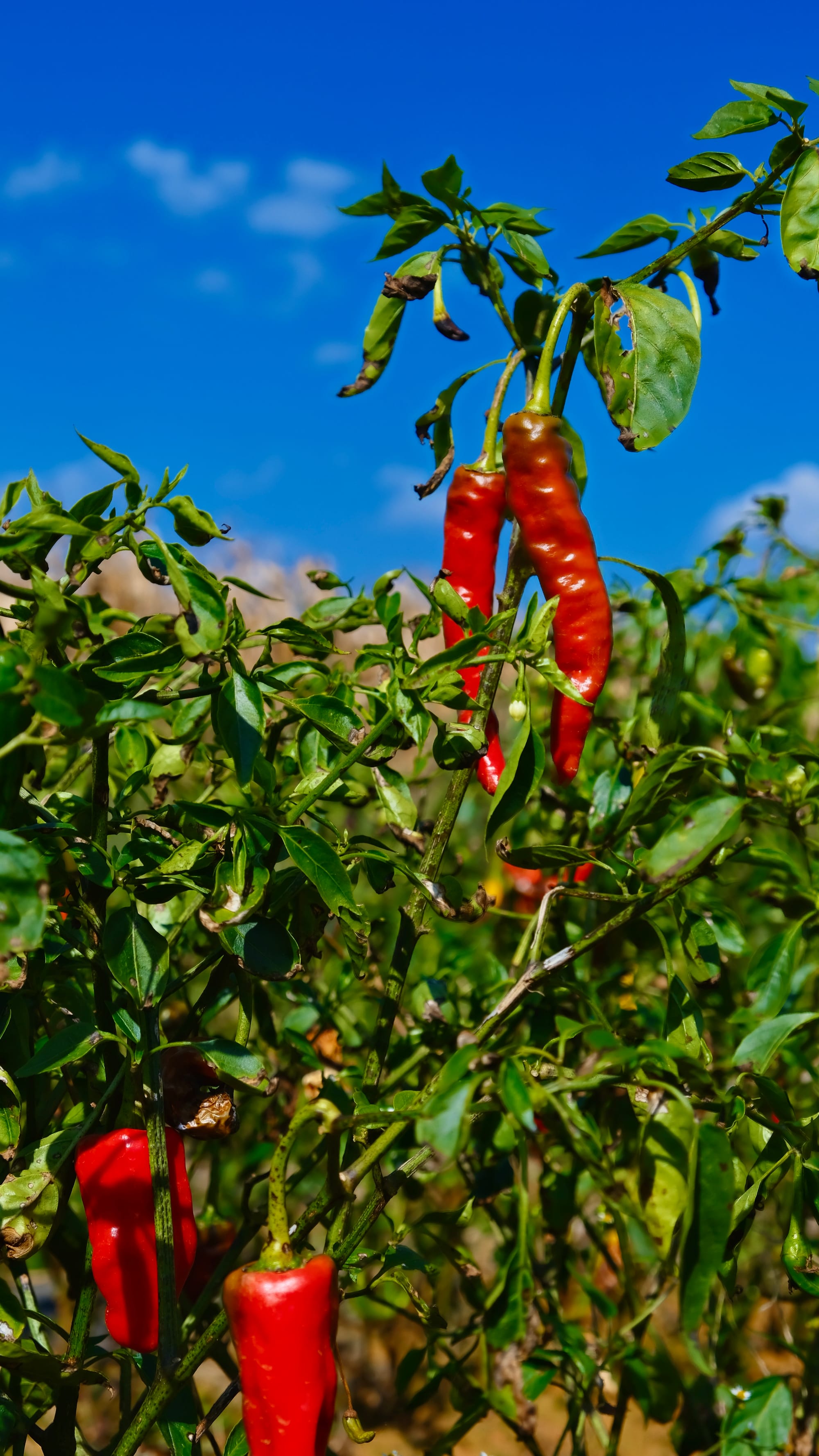 Long red chili peppers dangle in their green bushes.