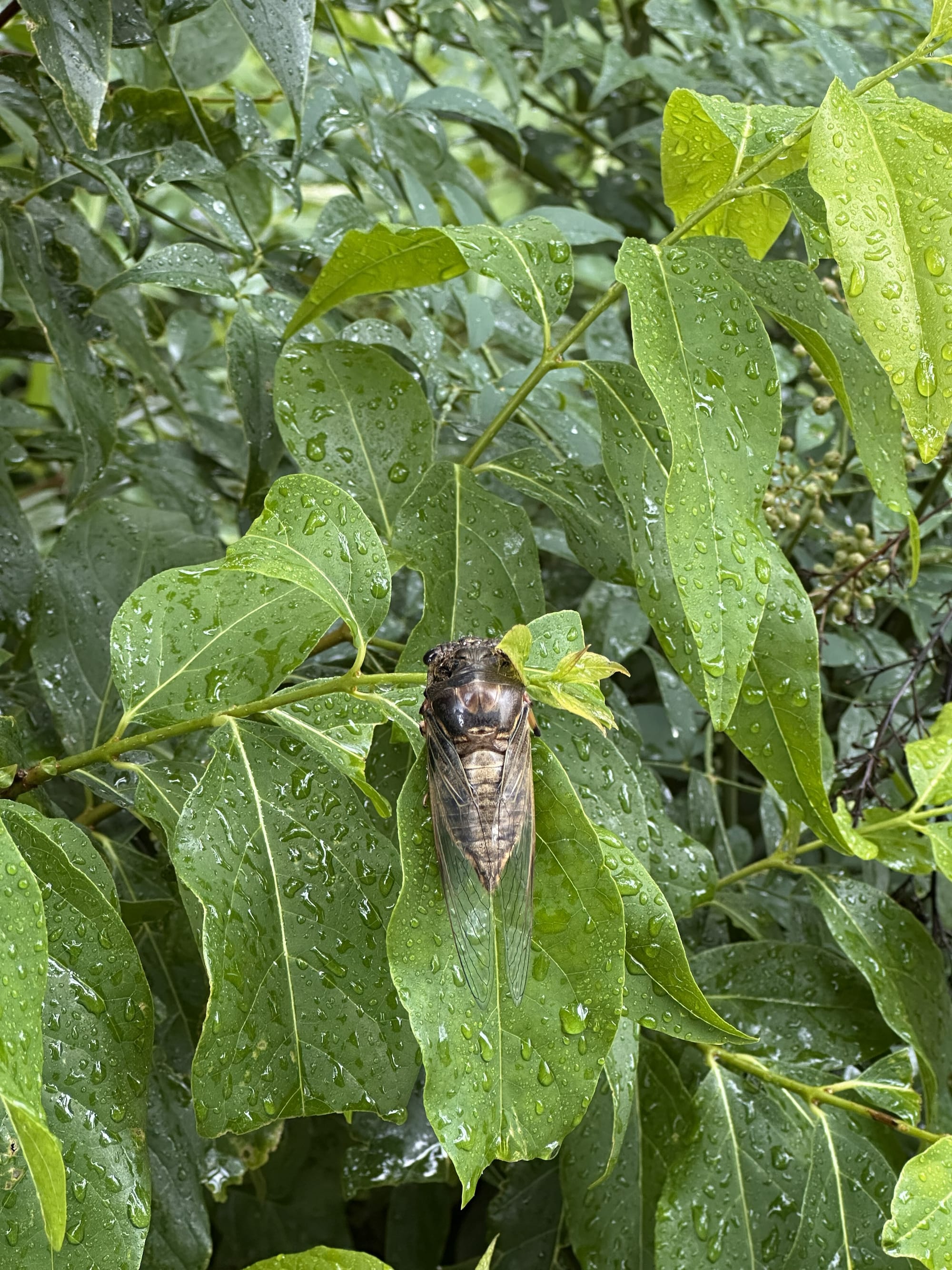 A single cicada sits upon a leaf on a ran-dappled bush with its wings folded back.