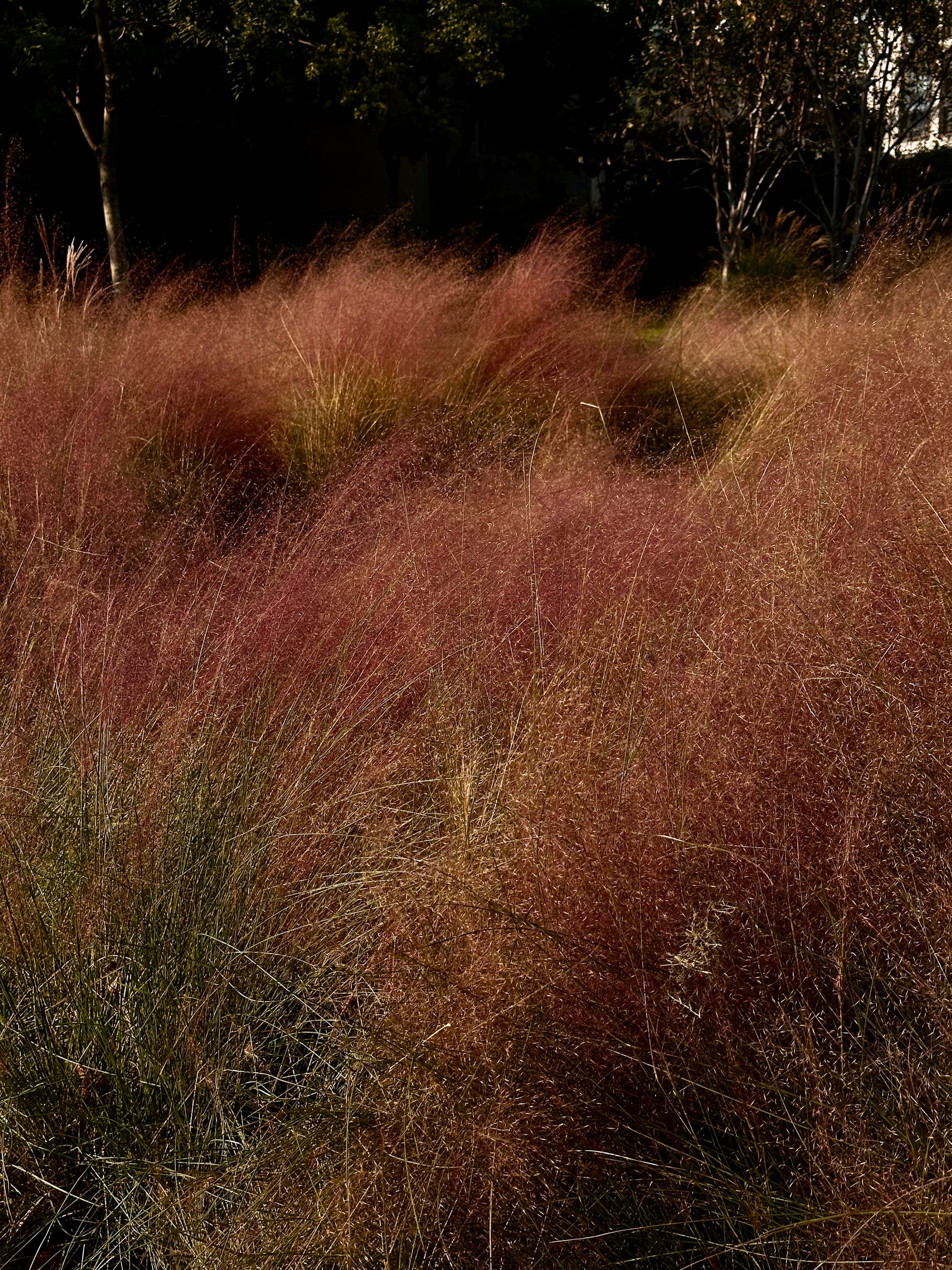 Long grass turning auburn in the sun.