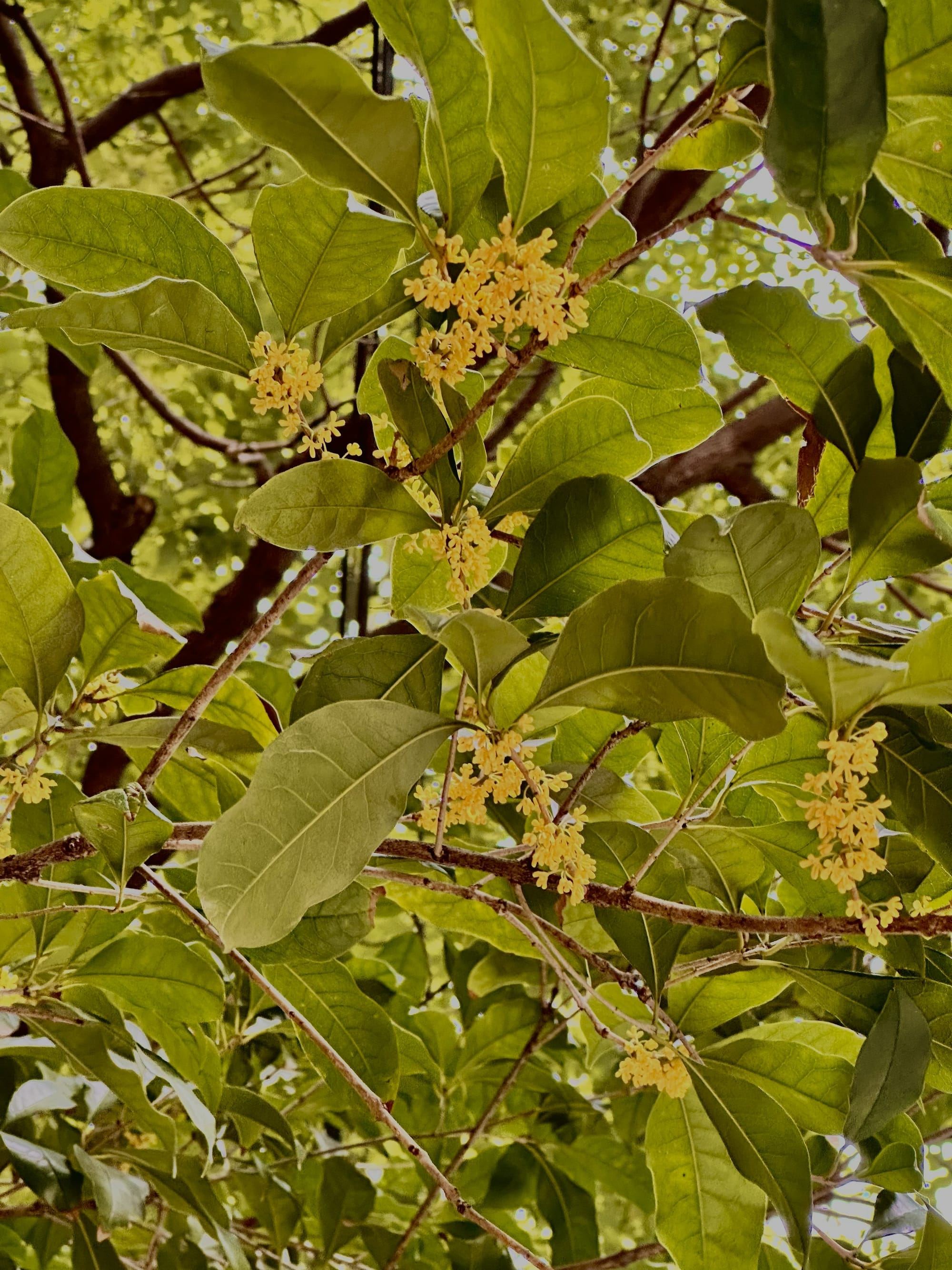 Osmanthus tree basking in the sun with it's flowers blooming golden yellow.