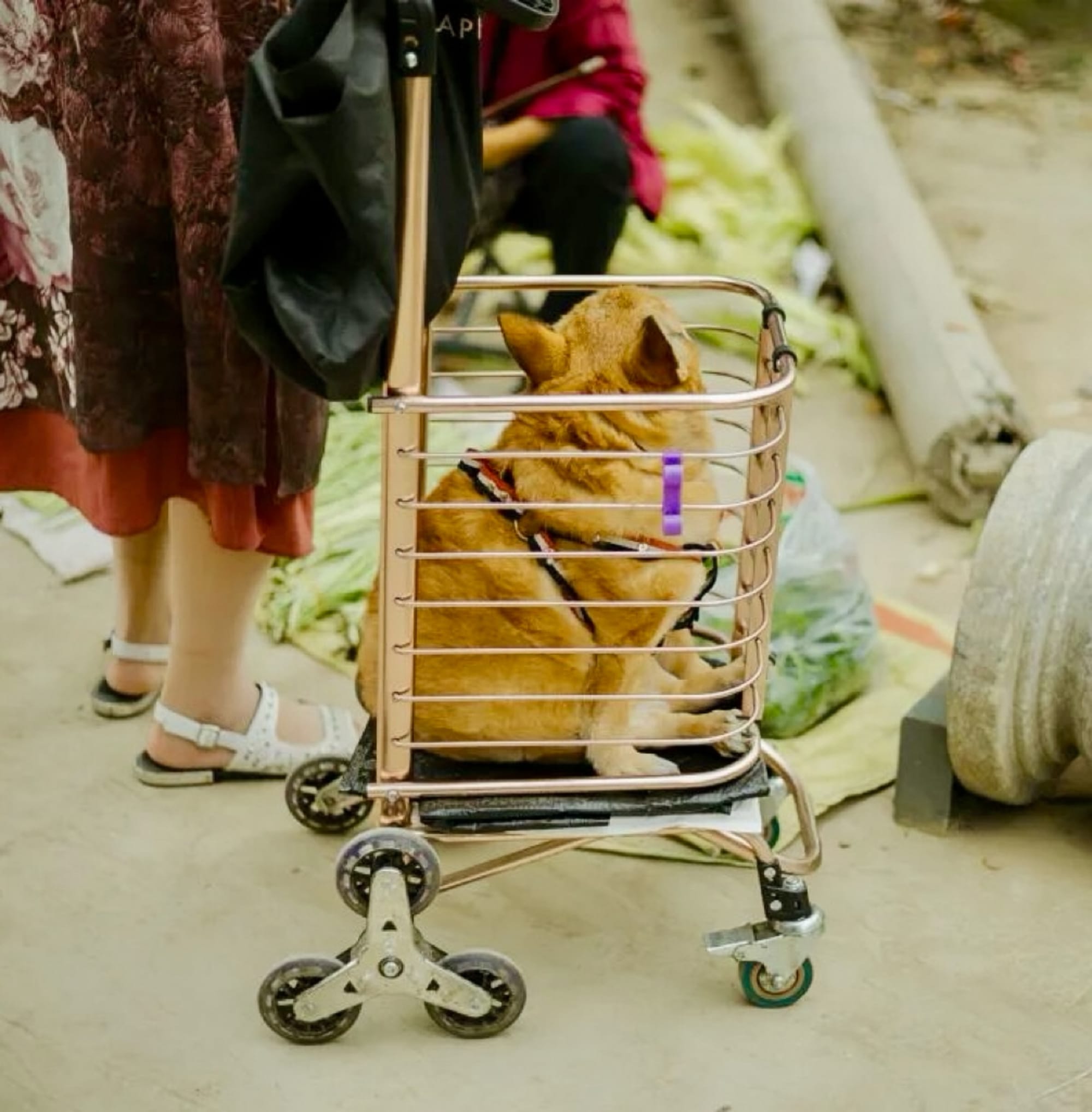 A small Chinese dog sits in a shopping trolly next to its owner in a red dress shopping for vegetables at a street market.