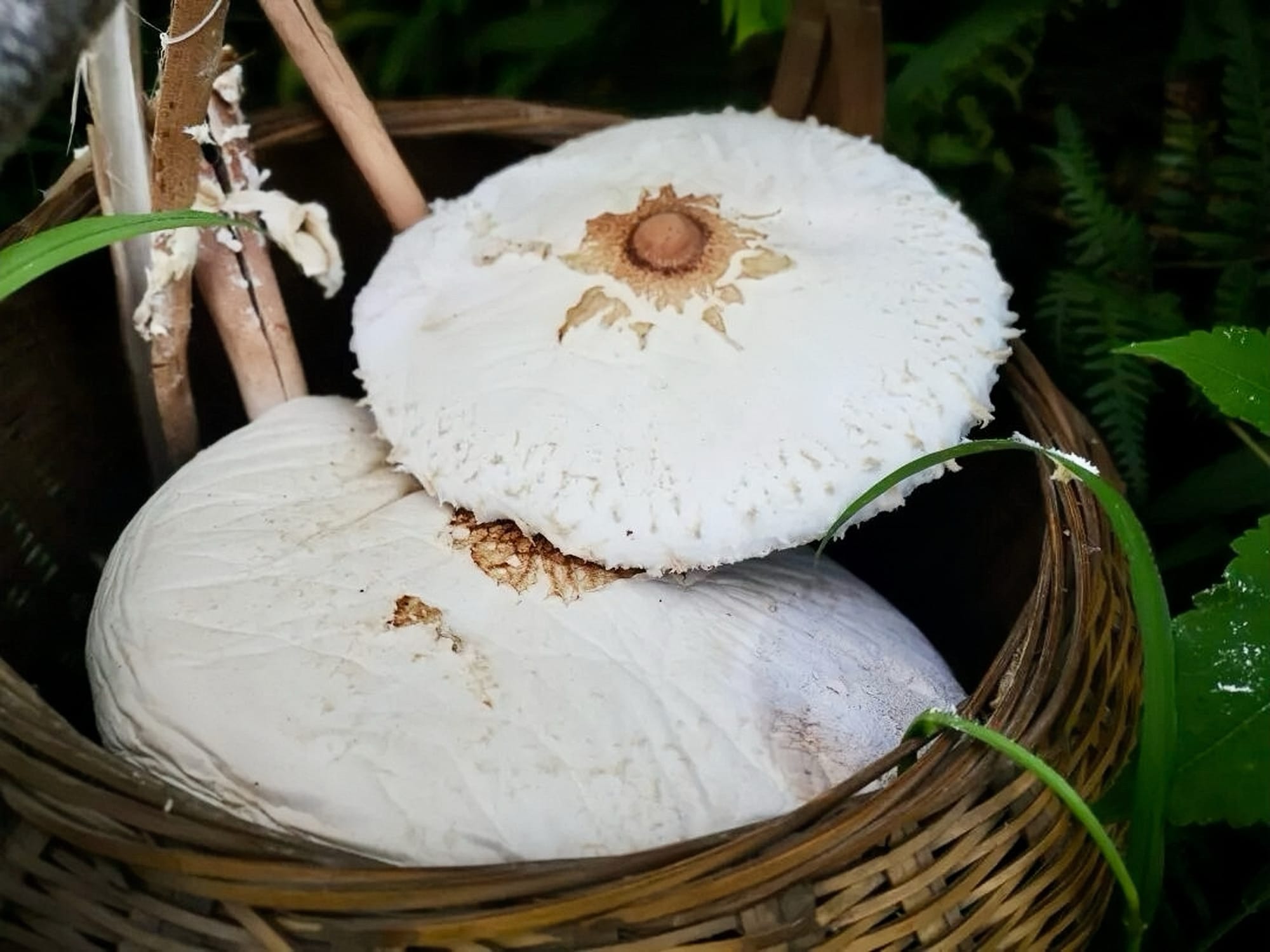 Two giant white mushrooms with brown tips in a whicker basket amongst green leaves.