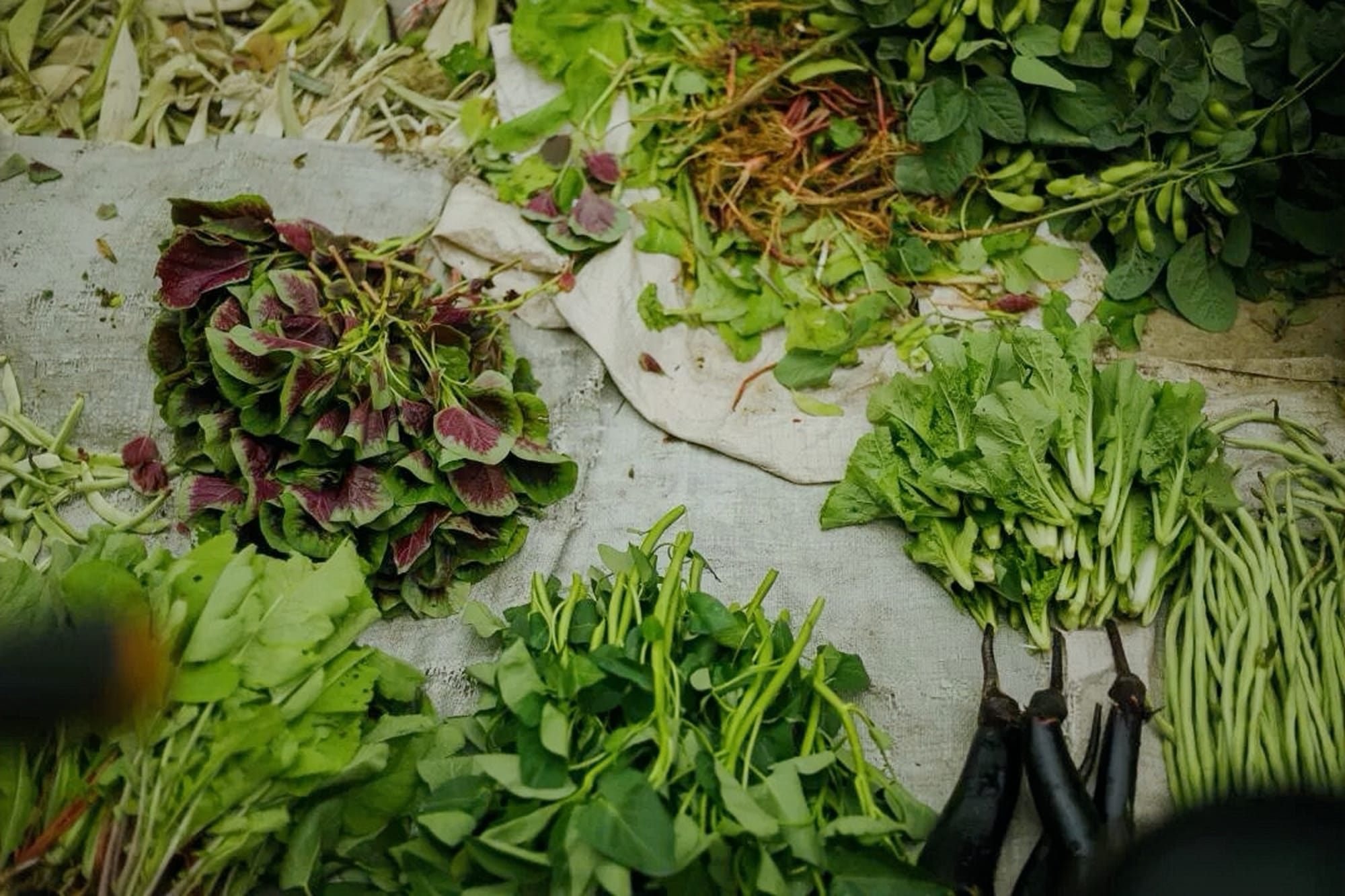 Various leafy vegetables for sale in a market displayed in bundles on a cloth mat.