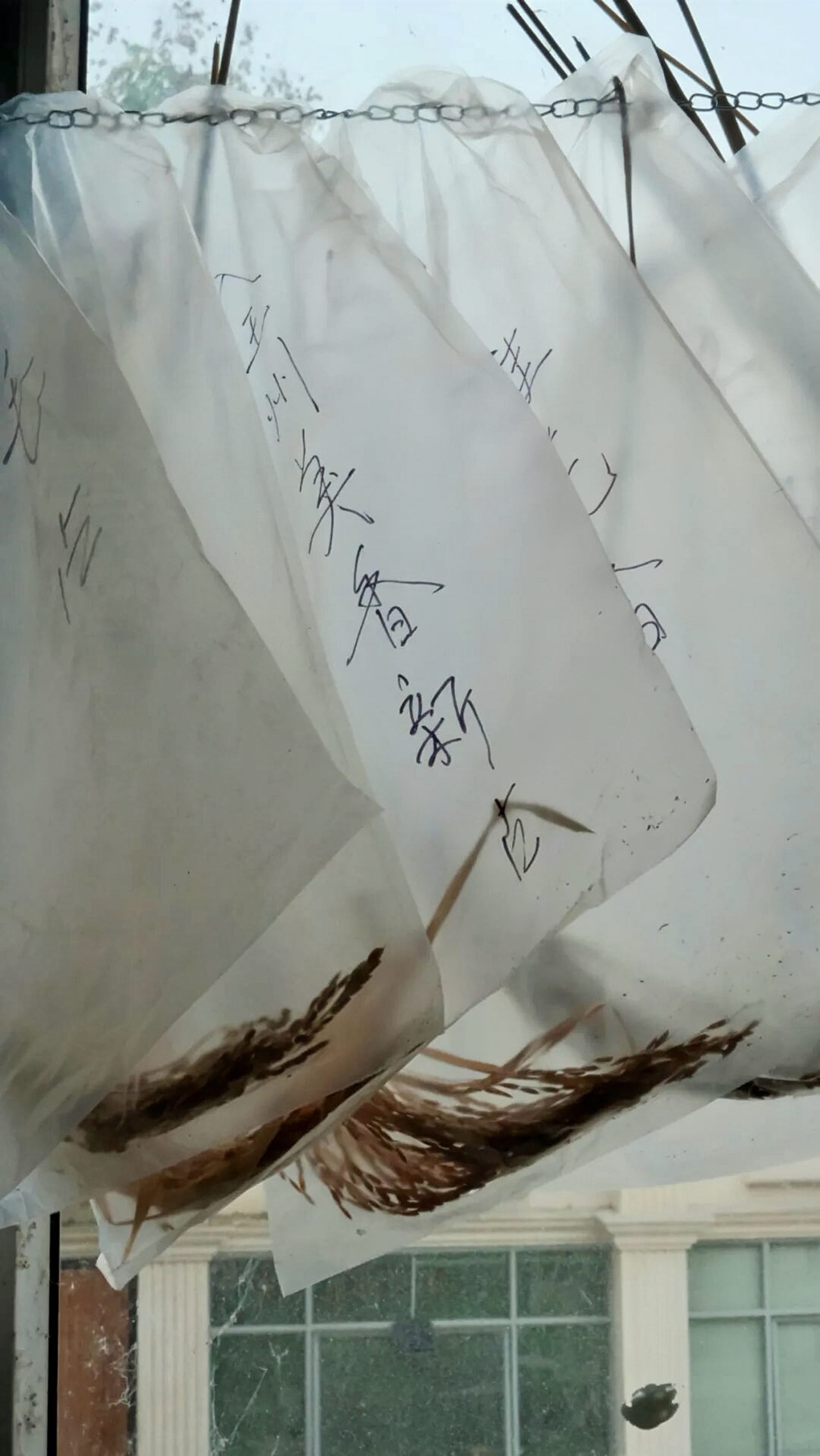 Airlocked baggies with different types of rice seeds hang in a window.