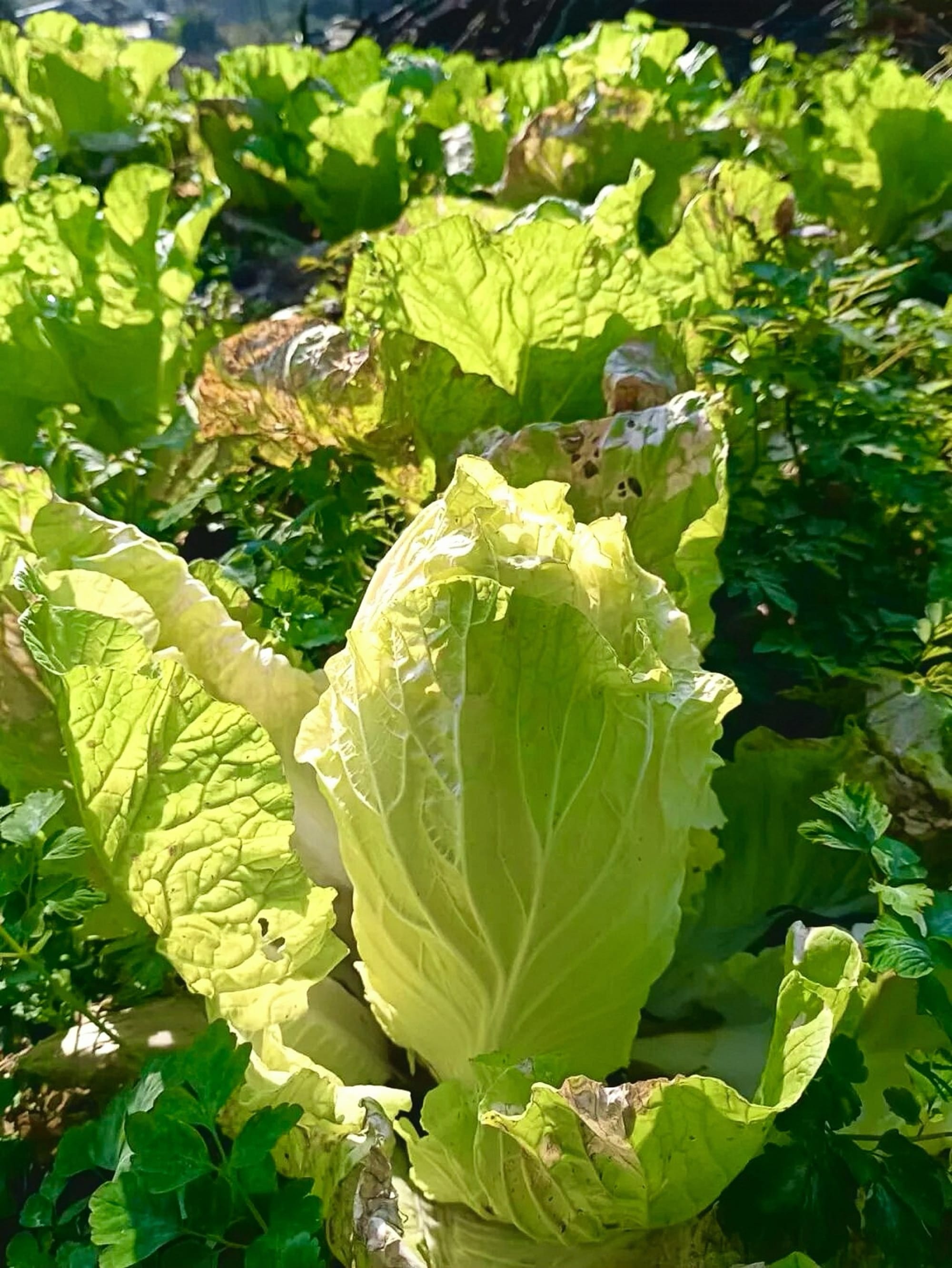 A closeup photo of a giant Chinese cabbage in the ground. Tall, light green, with minor wilting in some leaves.