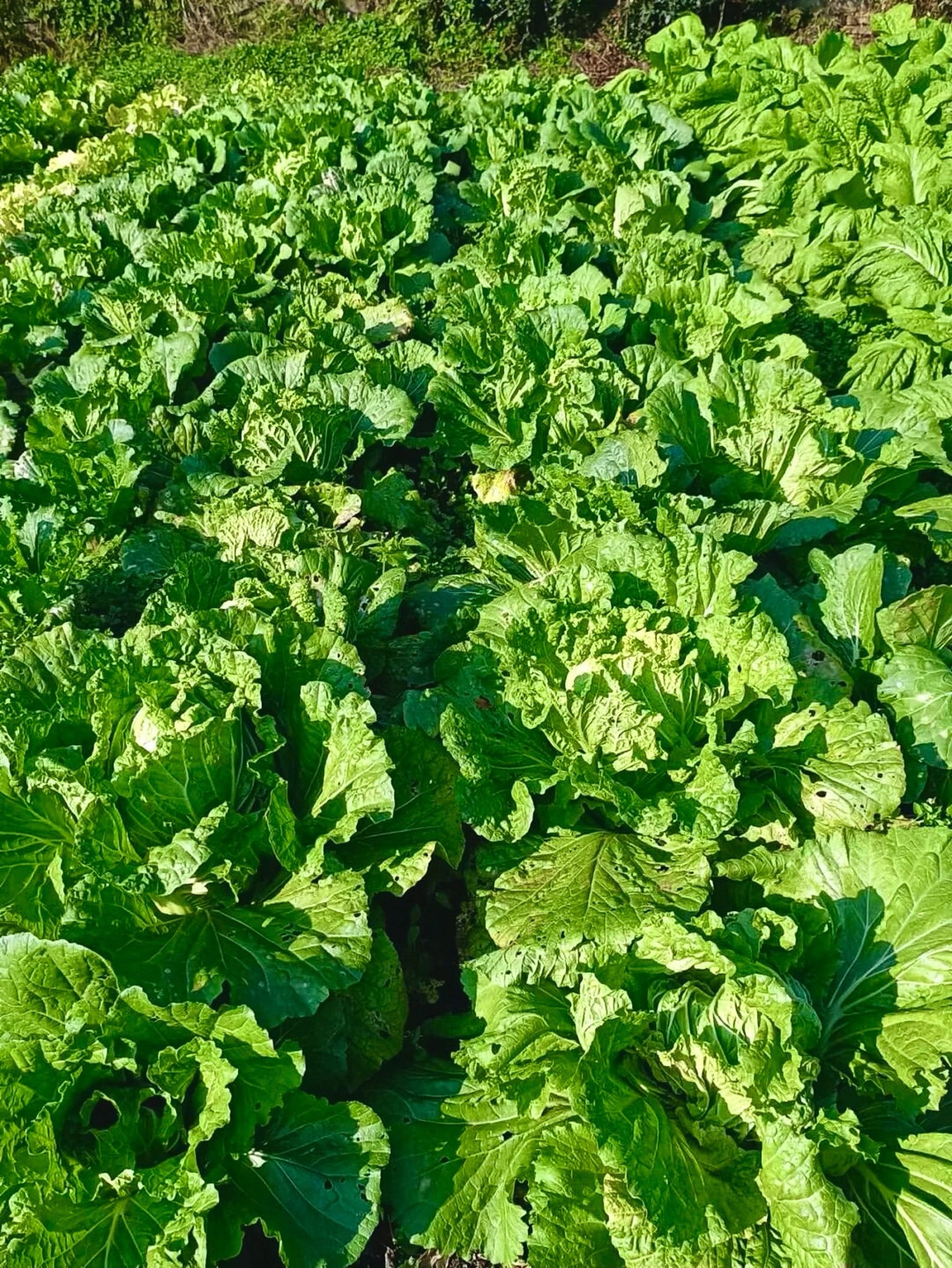 Rows of cabbage and lettuce fill the photo, each with small insect bite marks on each leaf.
