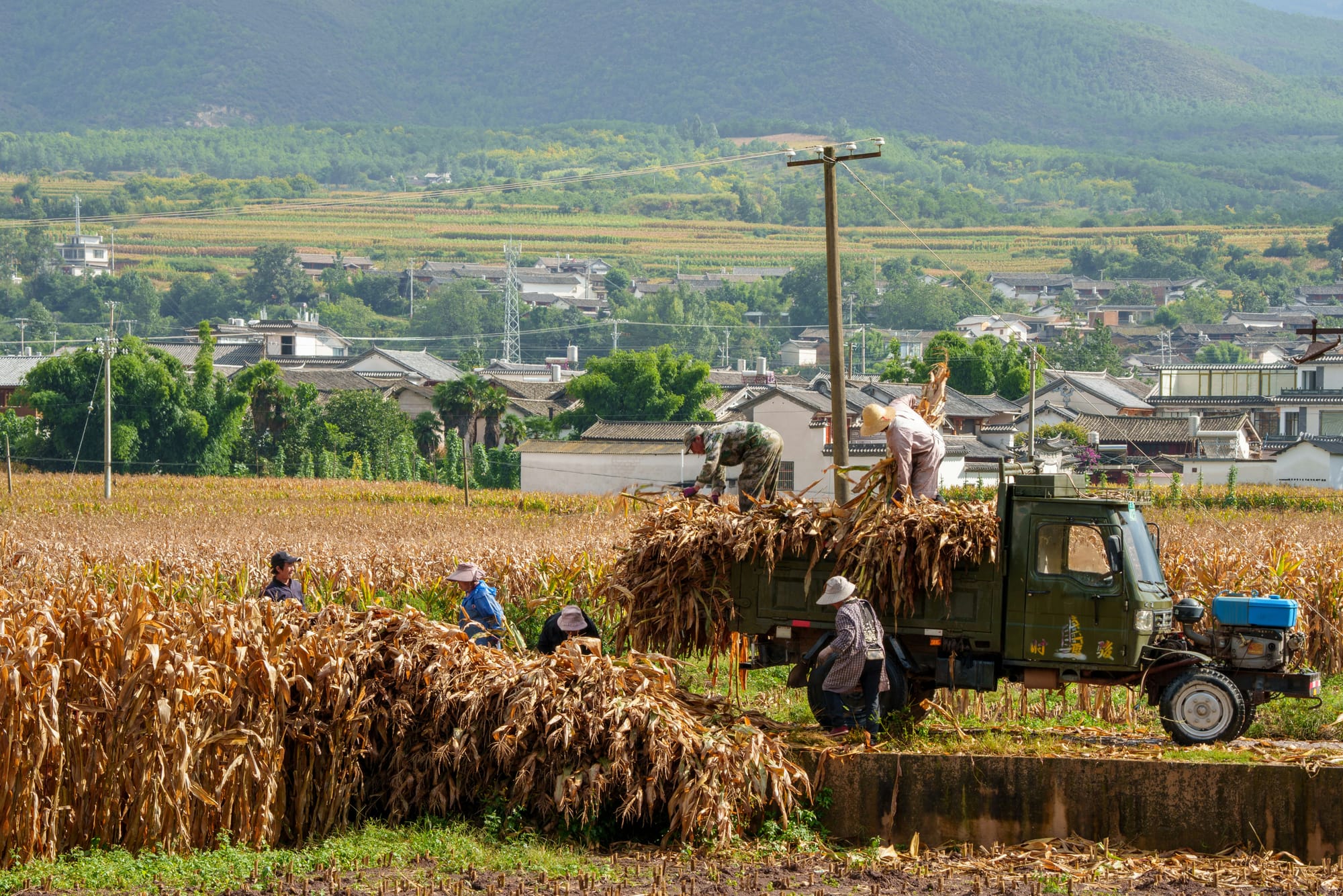Farmers pick corn from a field, piling it onto an old style farm truck.