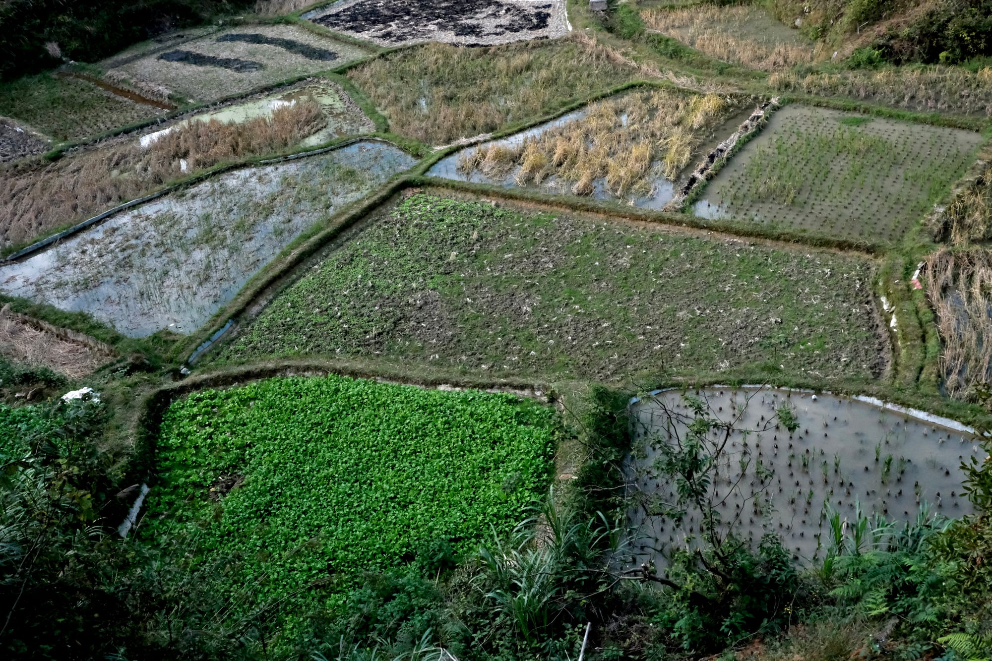 An aerial view of rice terraces featuring distinctly different types of rice crops. Some similar to wheat - dry and tanned - some vibrant green and leafy, and some thin shoots in a pool of water.