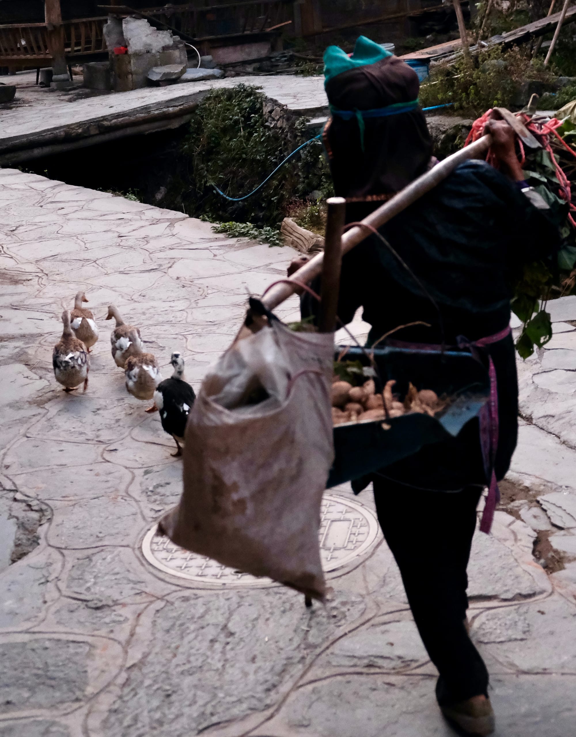 A farmer walks their ducks along a path to market along with various crops to sell.