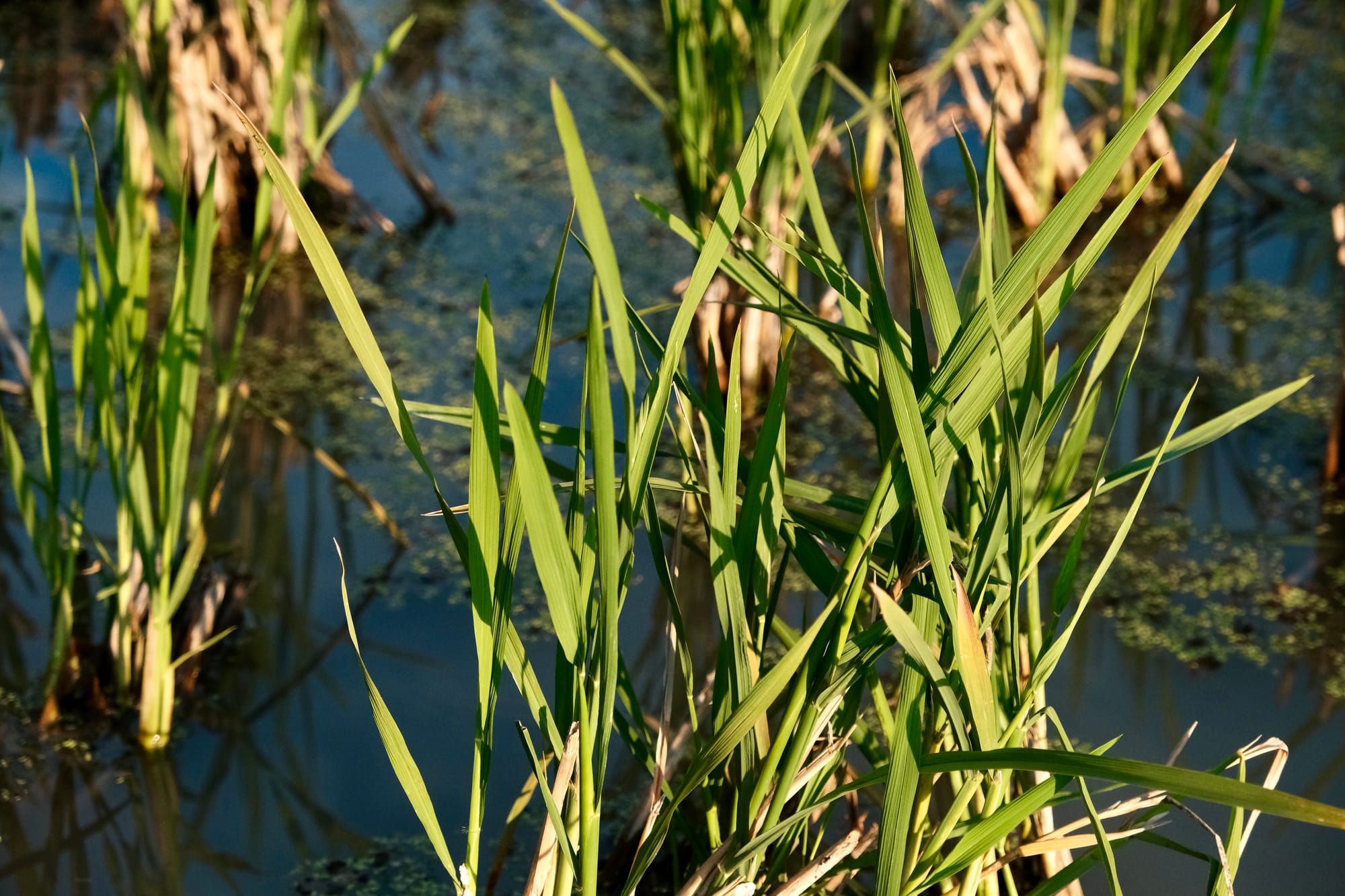 Traditional green rice shoots poking up from their water bed.