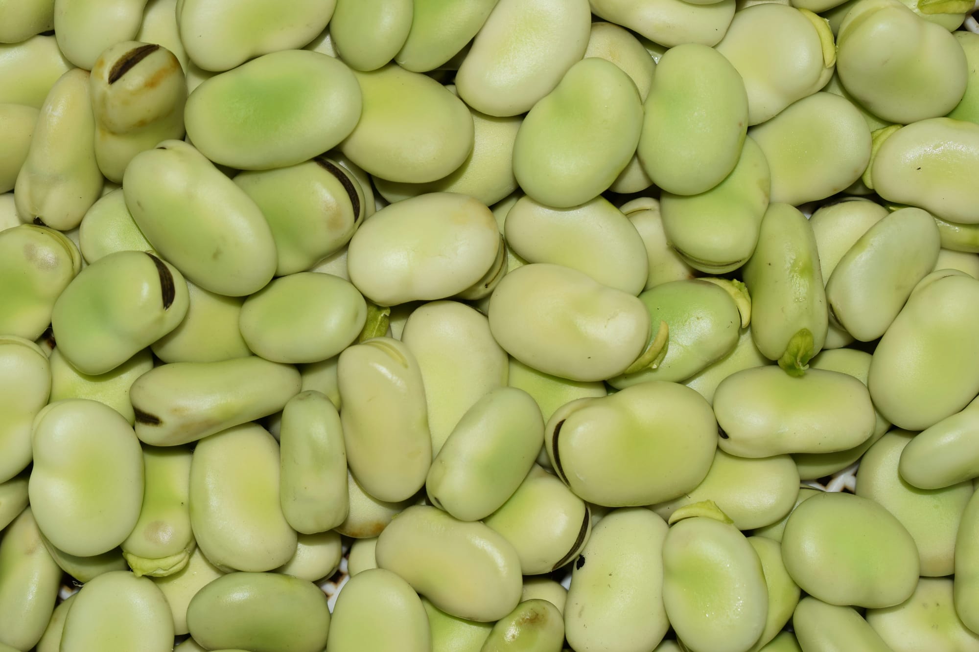 Broad beans close up - light green by the dozen.