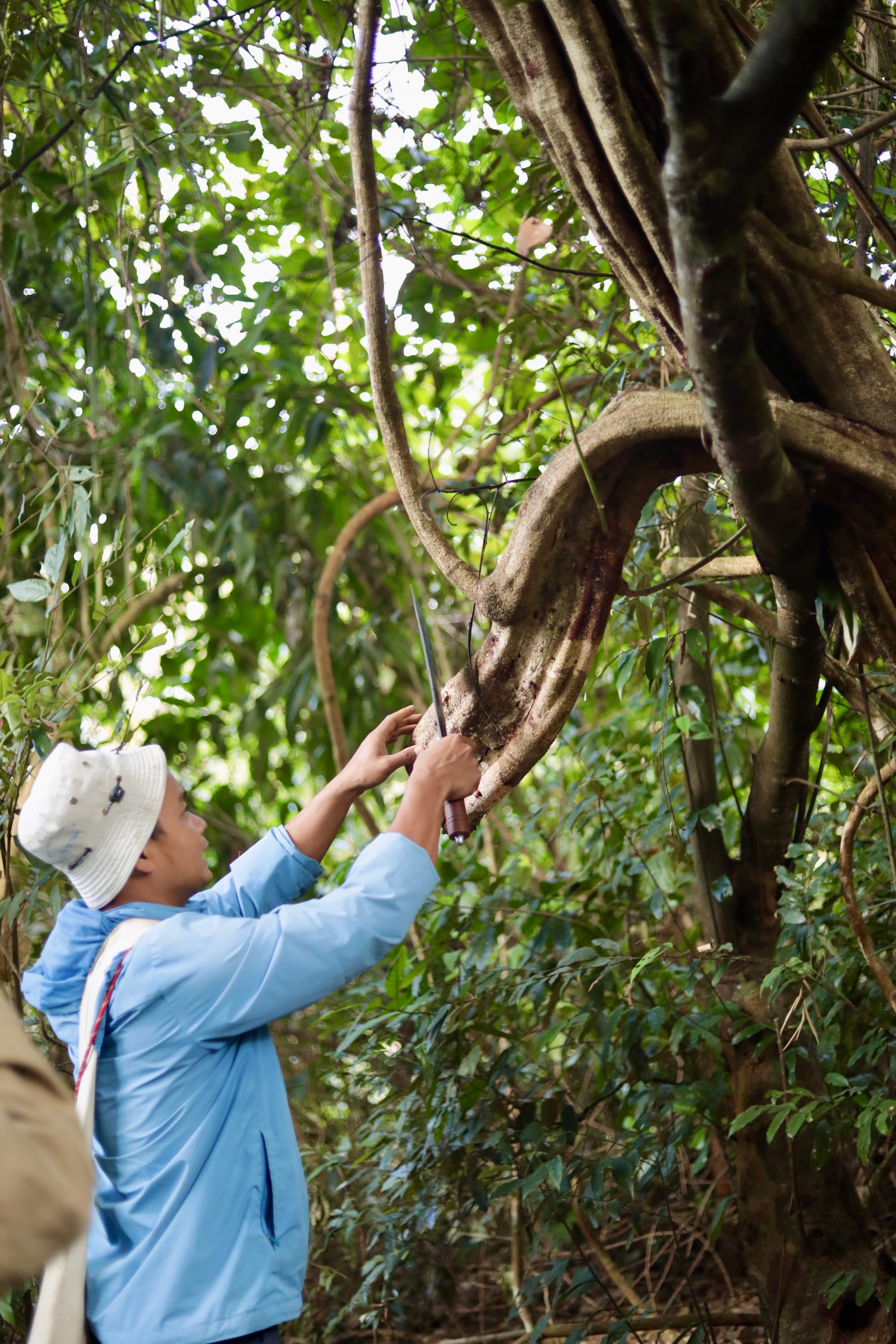A tea guide cuts into a large tree with a knife.