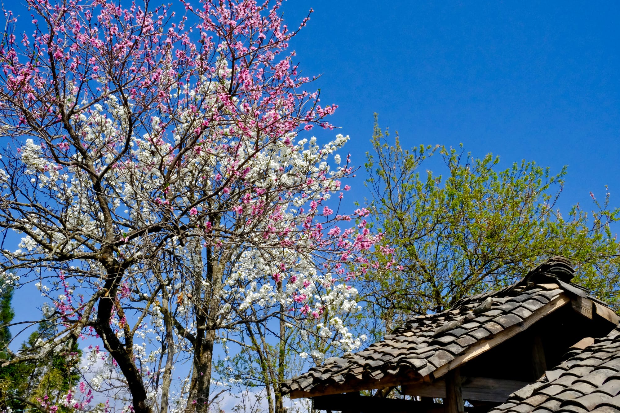 Pink and white blossomed trees stand tall about traditional wooden and clay-tile structures with a blue sky.