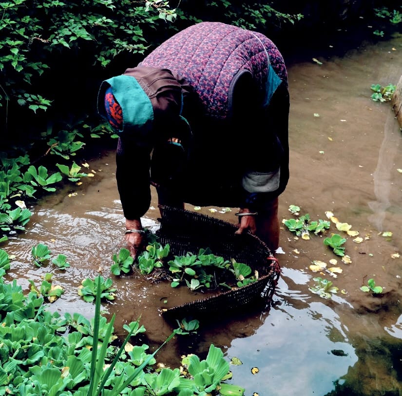 A local Dai woman picks and cleans vegetables for the ducks in the small fish pond below a grainary.