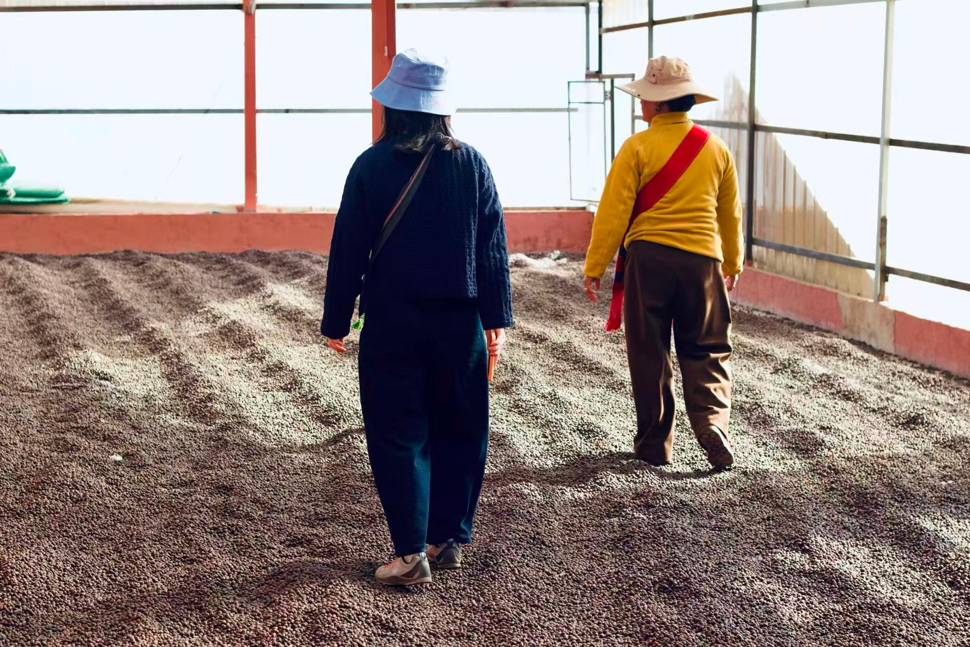 Two Chinese ladies walking through a coffee cherry drying room, the entire floor covered in coffee cherries.