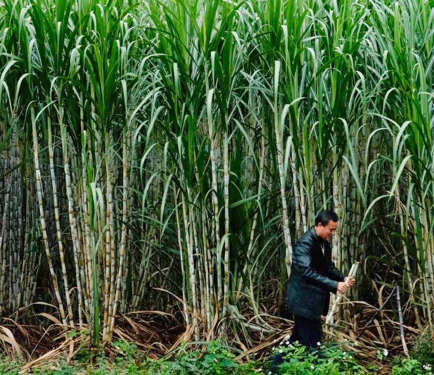 A Chinese man holds a piece of sugarcane in his hand, as he stands in front of 10 foot high sugarcane plants.