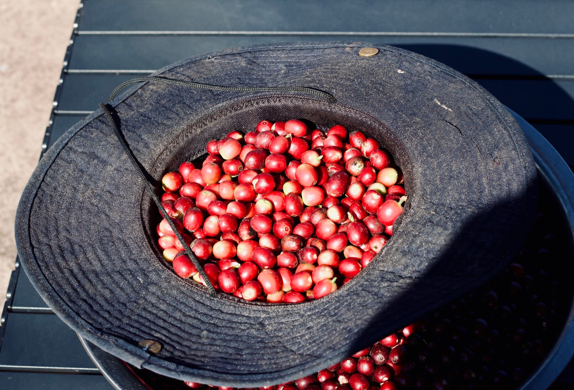 Raw red coffee bean fruits picked and fill into a wide brim hat for convenient storage.