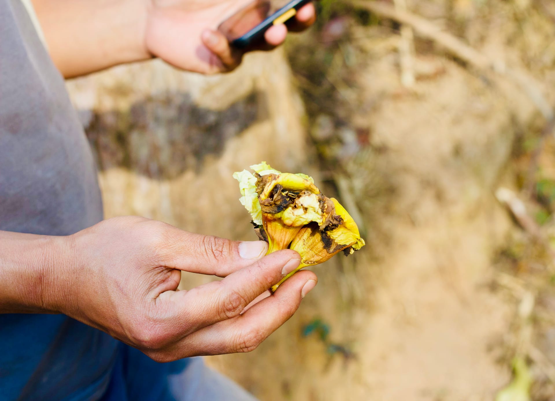 Local flowers in Yunnan carry medicinal significance