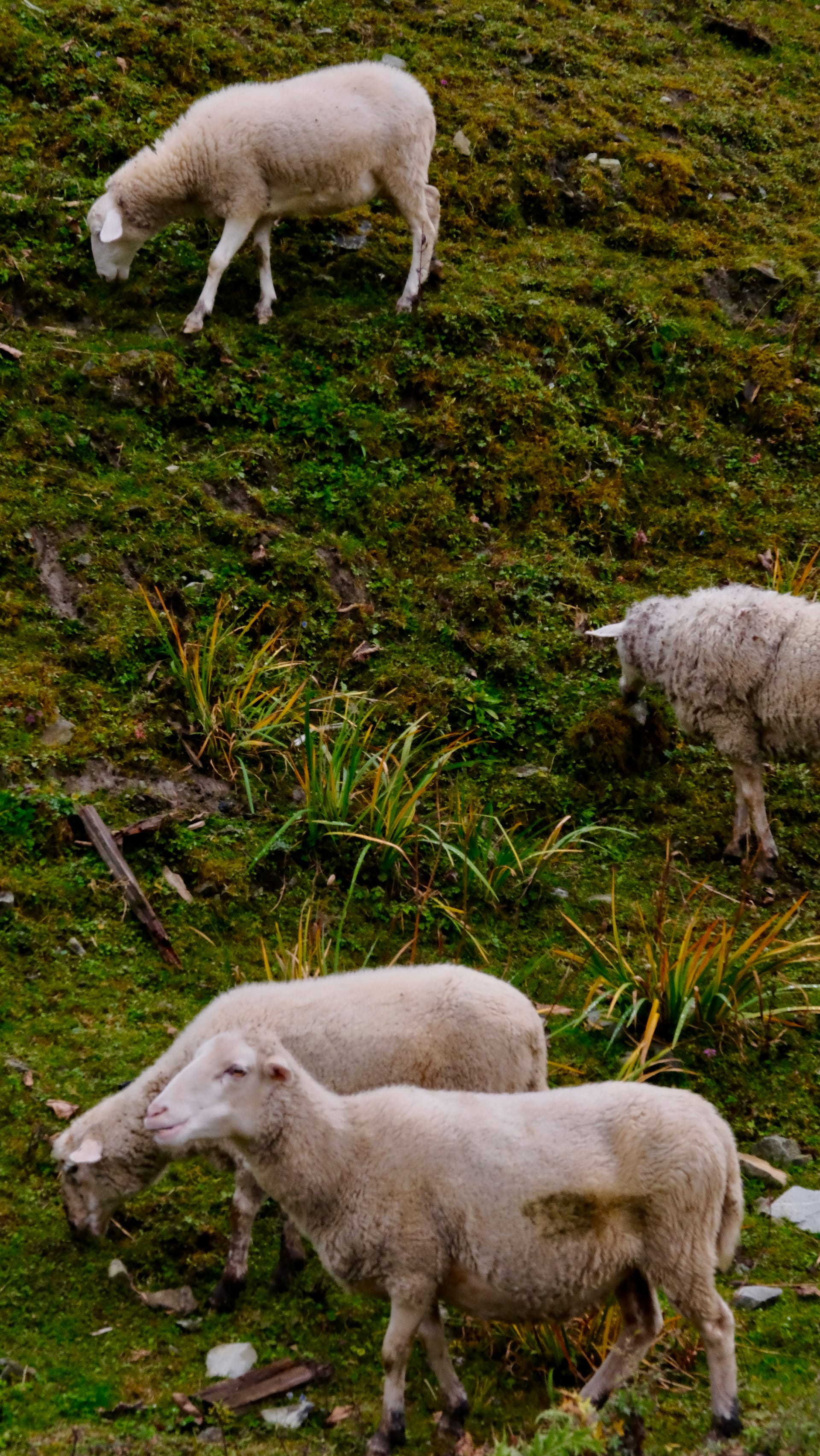 Sheep graze along a steep slope.