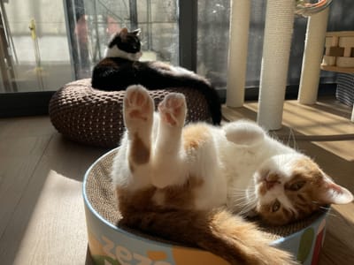 A ginger and tuxedo cat lounging on their respective cat beds in the sun on a hardwood floor.