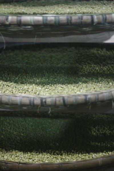 Three trays of fermenting soybeans rest on shelves on top of one another.