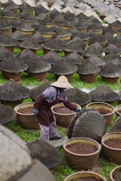 Soy sauce laborer removes the bamboo hats from the rows of soy bean fermentation jars.