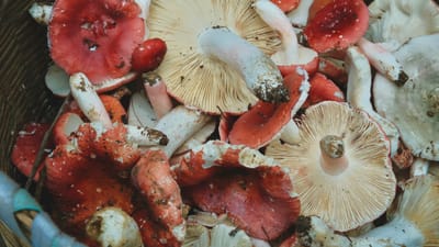 Red capped mushrooms picked in a basket.