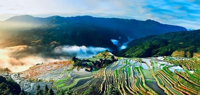 Where Rice Grows with Forests: A Living Model of Sustainability