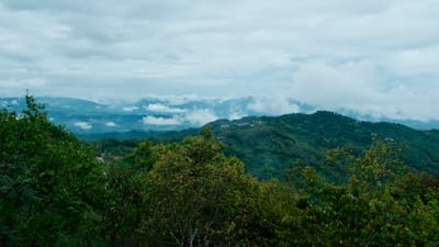 Jingmai mountain, covered in green trees with rolling wispy clouds in the sky.