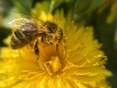 A pollen-covered bee continues to harvest a yellow flower.
