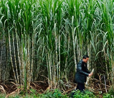 A Chinese man holds a piece of sugarcane in his hand, as he stands in front of 10 foot high sugarcane plants.