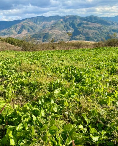 A lush green field of turnip leaves extends towards the base of a rolling forested mountain line.