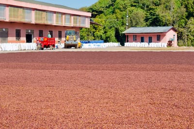Coffee cherries at different stages of sun-drying