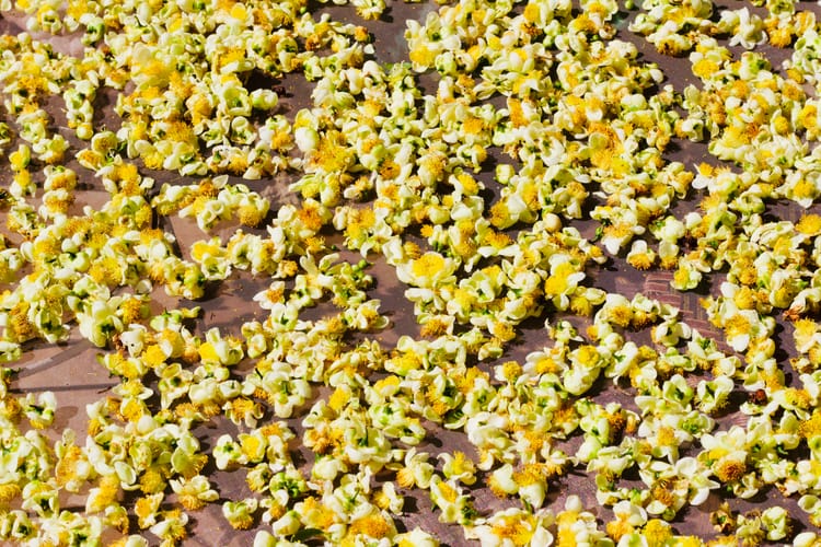 Tea tree flowers drying on a bamboo winnowing basket in the Jingmai Mountains, Yunnan