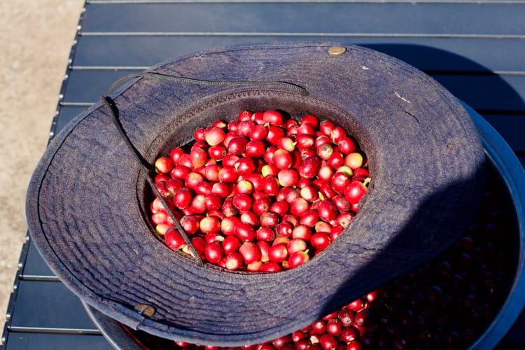 Sunshine over red coffee cherries